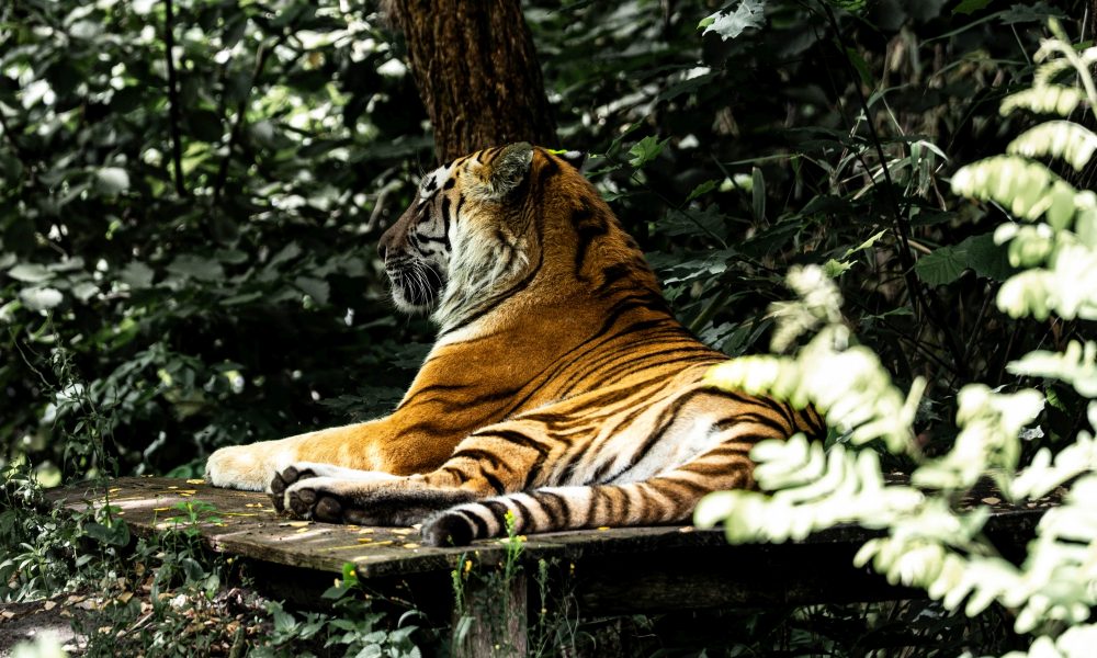 Zooparc Overloon Tiger