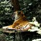 Zooparc Overloon Tiger