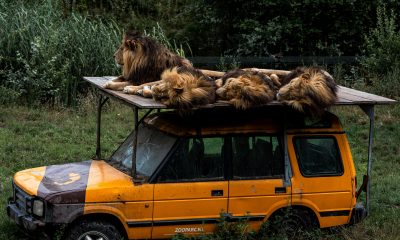 Zooparc Overloon Löwen